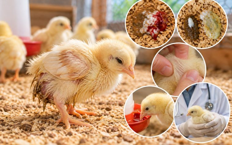 Dấu hiệu cầu trùng ở gà con và cách xử lý sớm