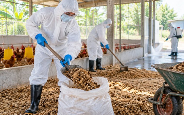 Xử lý chất độn chuồng sau dịch bệnh an toàn